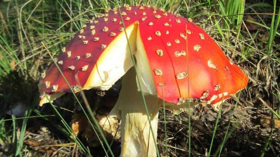 Srbija, trovanje pečurkama: Na šta treba da pazite kada berete gljive, a šta se dešava ako se otrujete 1 Muhara