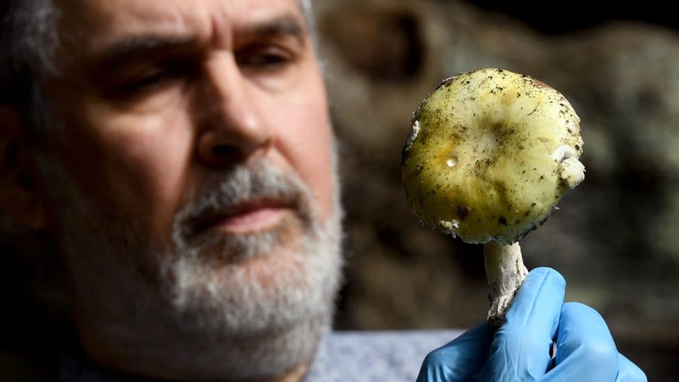 Srbija, trovanje pečurkama: Na šta treba da pazite kada berete gljive, a šta se dešava ako se otrujete 2 Zelena pupavka