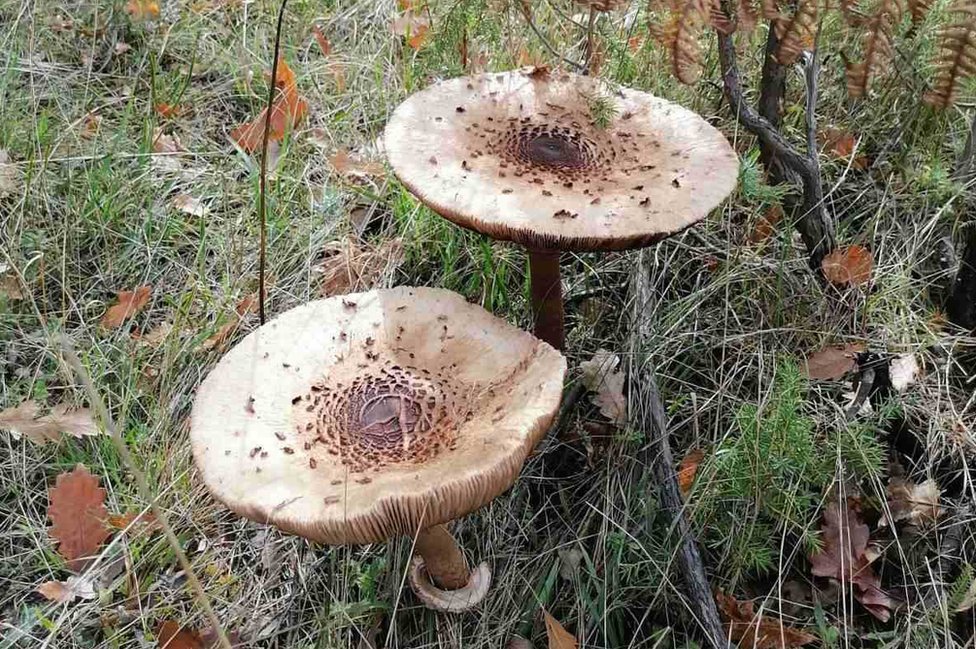 Srbija, trovanje pečurkama: Na šta treba da pazite kada berete gljive, a šta se dešava ako se otrujete 4 Pečurke