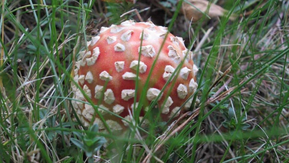 Srbija, trovanje pečurkama: Na šta treba da pazite kada berete gljive, a šta se dešava ako se otrujete 3 Muhara