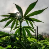 Amerika i droge: Džozef Bajden amnestirao ljude osuđene zbog „jednostavnog posedovanja" marihuane 6