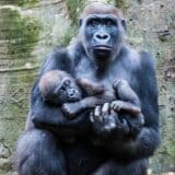 Životna sredina: Populacija divljih životinja se smanjila za dve trećine od 1970-ih, kažu naučnici 4