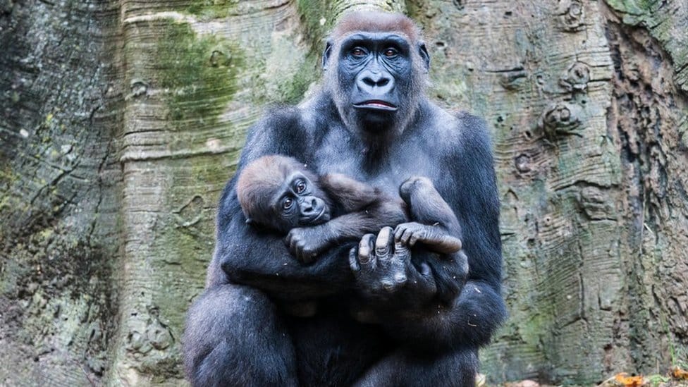 A mother gorilla holds her baby