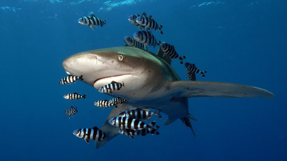A shark with a shoal of zebra fish