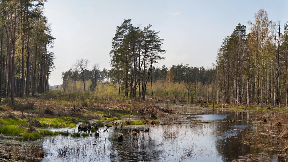 Rusija i Ukrajina: Da li bi Belorusija mogla da se uključi u rat 6 Swamps and forest