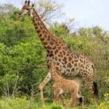 Životinje: Žirafa ubila dete u južnoafričkom rezervatu 14