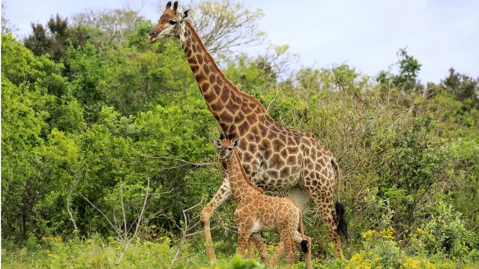 žirafa i mladunci