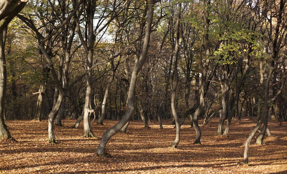 Najlepše evropske šume: Nemi posmatrači tradicije, verovanja i istorije 1