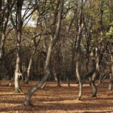 Najlepše evropske šume: Nemi posmatrači tradicije, verovanja i istorije 12