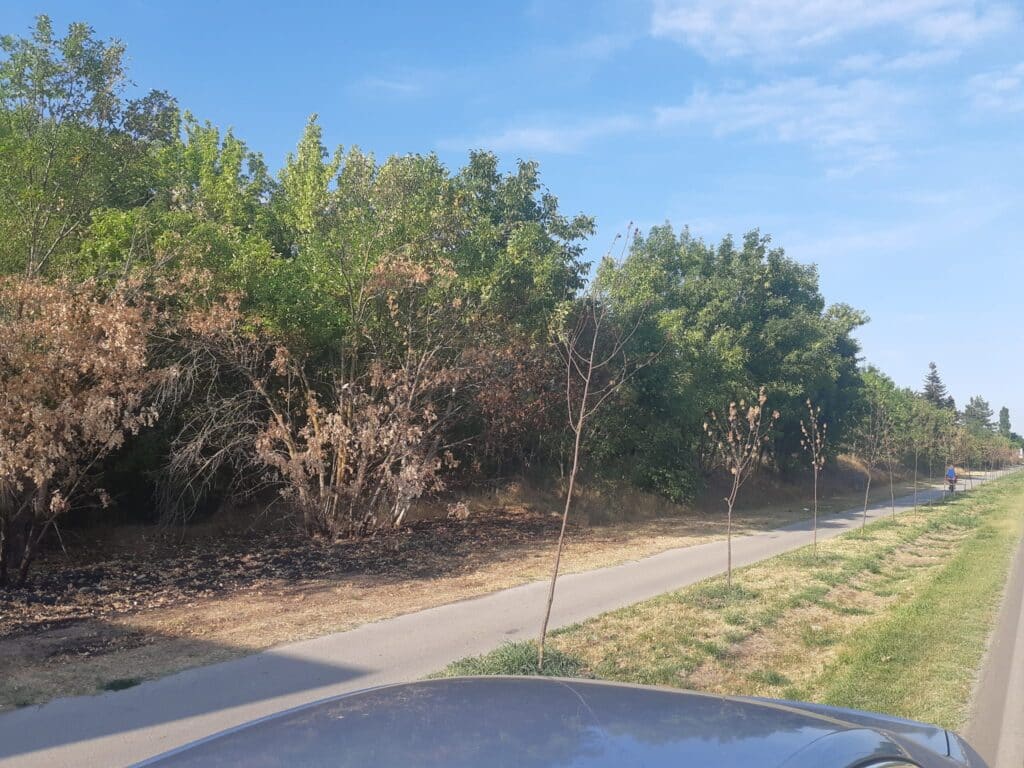 “Zelena oaza – Subotica”: Stradao deo sadnica na Segedinskom putu i na deonici prema Đurđinu 2 “Zelena oaza – Subotica”: Stradao deo sadnica na Segedinskom putu i na deonici prema Đurđinu 2