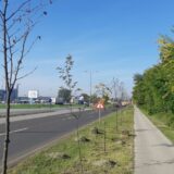 “Zelena oaza – Subotica”: Stradao deo sadnica na Segedinskom putu i na deonici prema Đurđinu 7