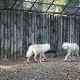 Arktički vukovi novi stanovnici Zoološkog vrta na Paliću 9