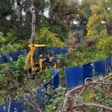 Iz Ekološkog fronta pozivaju Novosađane na šetnju: Bageri su srušili 21 drvo 17
