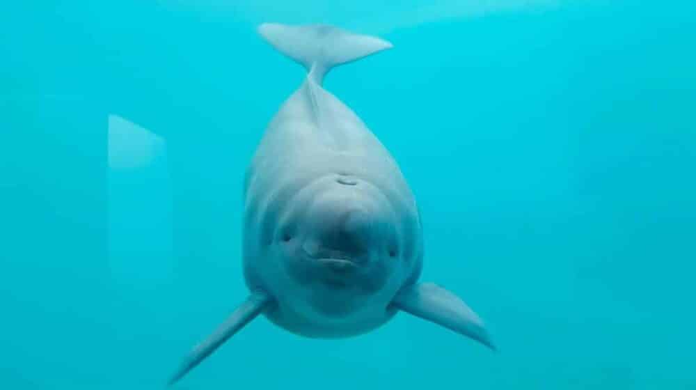 Prva pliskavica bez peraja rođena u Vuhanu dobila ime: Zove se Hanbao - "mala beba" 1