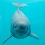 Prva pliskavica bez peraja rođena u Vuhanu dobila ime: Zove se Hanbao - "mala beba" 4