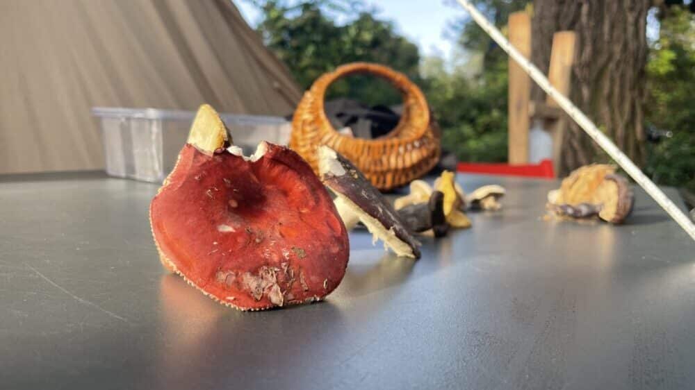 "Nikada ne kupujte pečurke od ljudi u koje niste potpuno sigurni": Upozorenje novosadske gljivarke 2