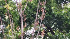 IMG-5706e61fe9e94621071ae410245ee362-V "Više zgrada nikne, nego što drveća olista": Zrenjaninci u čudu šta se dešava u njihovom gradu 3