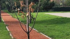 IMG-6d8a38c30f8f45b750569360a5f47248-V "Više zgrada nikne, nego što drveća olista": Zrenjaninci u čudu šta se dešava u njihovom gradu 2