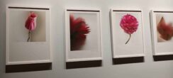 Otvorena izložba fotografija autorke Nataše Komatine u Beogradu, pod nazivom "Sve strane cveta" 2