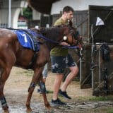 Jokićev trener: Počeću da gledam konje sa Nikolom, ako... 2