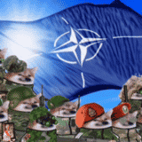 Virtuelna vojska koja razoružava ruske dezinformacije: Kako je nastala onlajn Severnoatlantska organizacija NAFO 6
