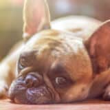 Grad Niš i "Mediana": Besplatna sterilizacija, vakcinacija, čipovanje i pregledi vlasničkih pasa 2