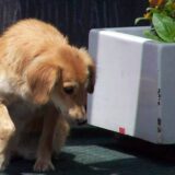 Zaječarsko Više javno tužilaštvo istražuje smrt psa lutalice koji je stradao u Zmajevoj ulici 1