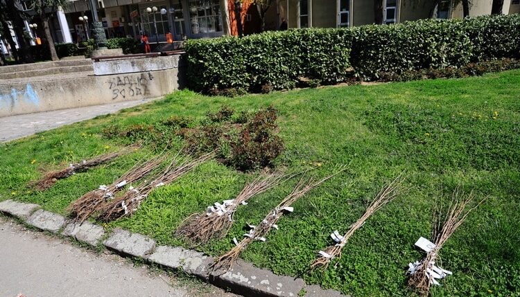 Kragujevac prvi zabranio gradnju bez sadnje drveća: Može li se ovom merom zaista zaštiti postojeća i napraviti nova zelena površina? 2