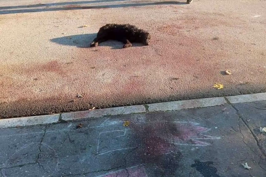 Biljana iz Smederevske Palanke tvrdi da joj predsednik opštine preti otkazom zbog ubijenih pasa i protesta 3 Biljana iz Smederevske Palanke tvrdi da joj predsednik opštine preti otkazom zbog ubijenih pasa i protesta 3