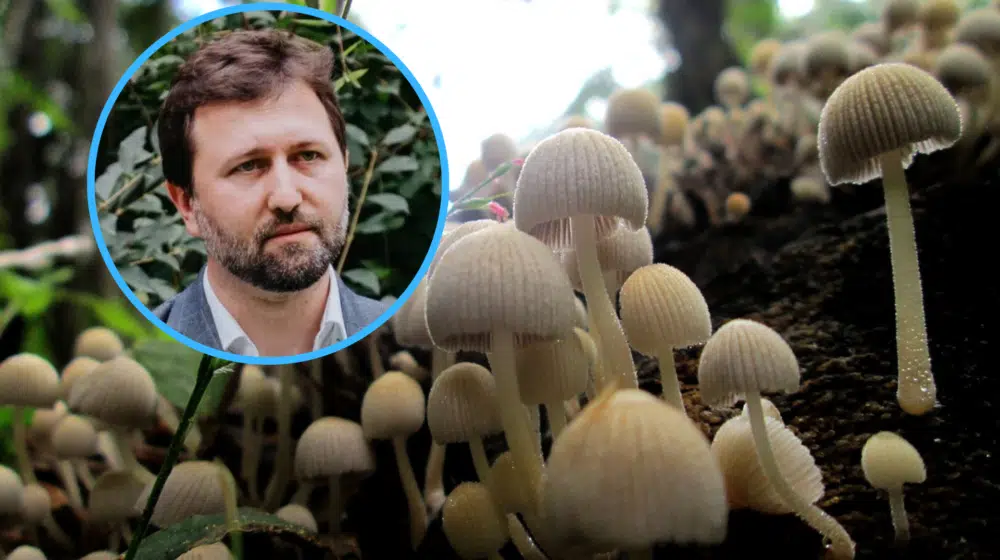 U čemu grešimo pri sakupljanju gljiva, koje najčešće jedemo, a kojim se otrujemo? 1