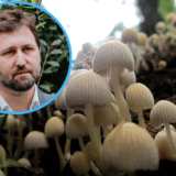 U čemu grešimo pri sakupljanju gljiva, koje najčešće jedemo, a kojim se otrujemo? 17