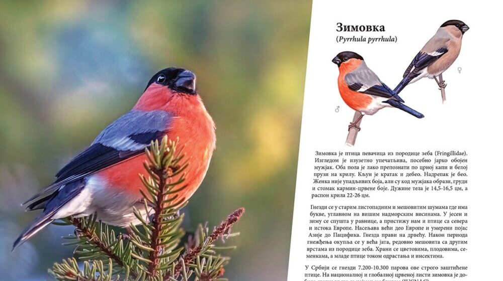 Crne rode, sivi sokoli, buljine: Ornitolozi popisali ptice Sićevačke klisure 1