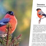 Crne rode, sivi sokoli, buljine: Ornitolozi popisali ptice Sićevačke klisure 15