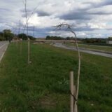 Kolubarske: Niko nije odgovoran za sušenje 150 sadnica u Valjevu 8