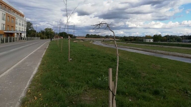 Kolubarske: Niko nije odgovoran za sušenje 150 sadnica u Valjevu 1