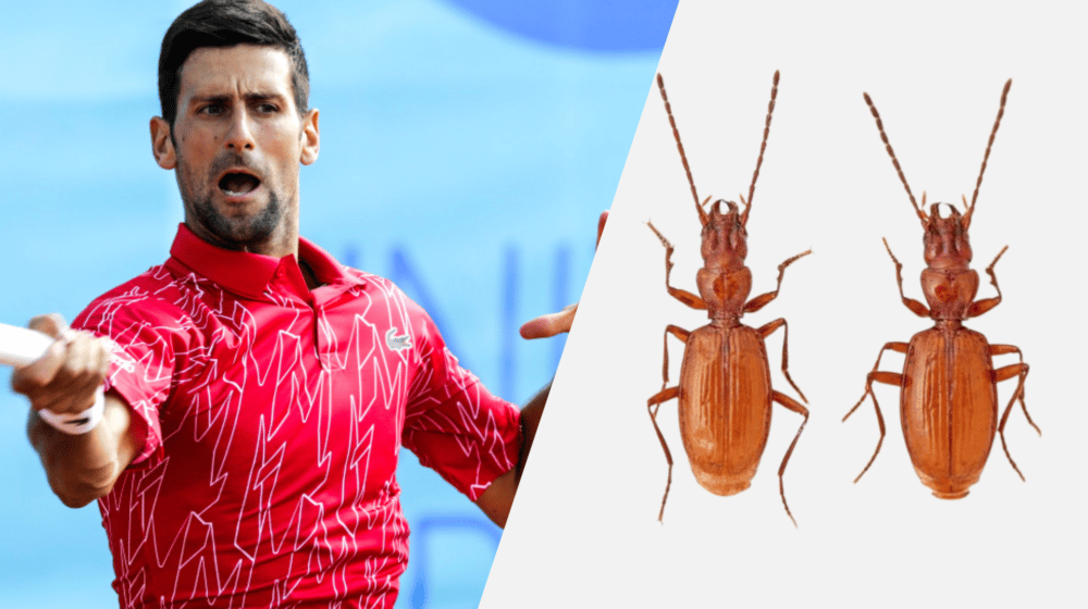 Otkriven novi insekt nazvan po Novaku Đokoviću 1