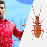 Otkriven novi insekt nazvan po Novaku Đokoviću 1