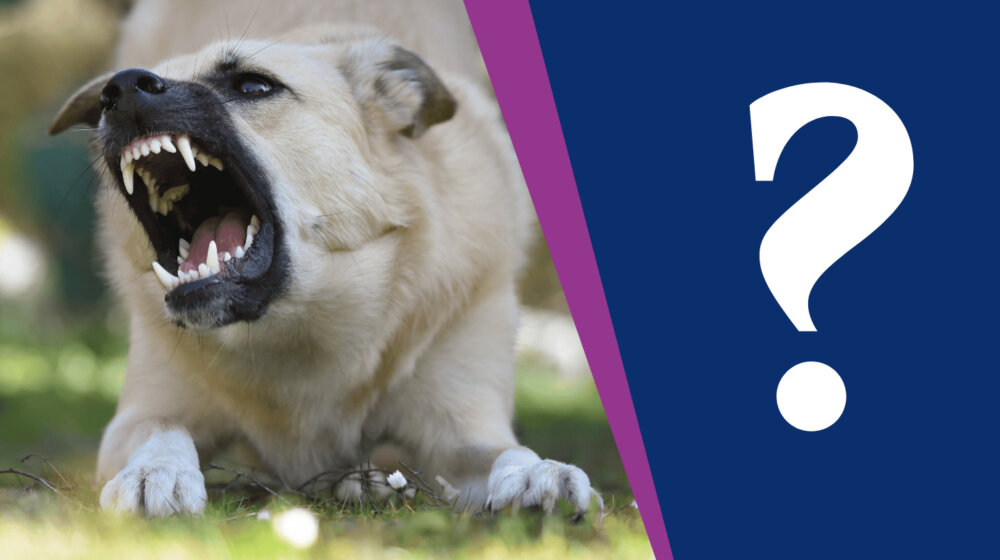 "Od pit bulova opasniji su ljudi": Inicijativa da se donese "Vladanov zakon" podelila ljubitelje pasa 1