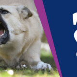 "Od pit bulova opasniji su ljudi": Inicijativa da se donese "Vladanov zakon" podelila ljubitelje pasa 2