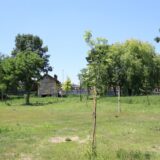 Kragujevac prvi zabranio gradnju bez sadnje drveća: Može li se ovom merom zaista zaštiti postojeća i napraviti nova zelena površina? 5