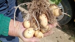 Kakav je taraški krompir koji je proslavio selo pored Zrenjanina i zbog čega nestaje 3