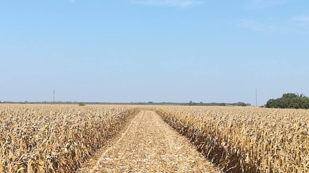 Prinosi kukuruza na banatskim njivama su katastrofalni: Žetva pri kraju, ratari ne znaju šta će 1