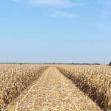 Prinosi kukuruza na banatskim njivama su katastrofalni: Žetva pri kraju, ratari ne znaju šta će 4