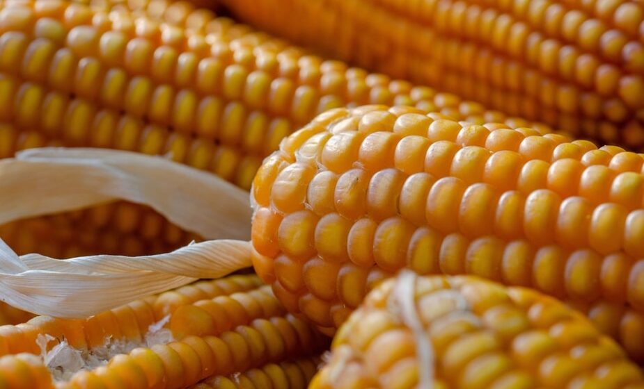 DS: Država hitno da reaguje zbog prisustva aflatoksina u kukuruzu 1