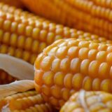 DS: Država hitno da reaguje zbog prisustva aflatoksina u kukuruzu 5