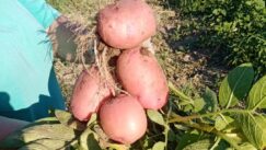 Kakav je taraški krompir koji je proslavio selo pored Zrenjanina i zbog čega nestaje 4