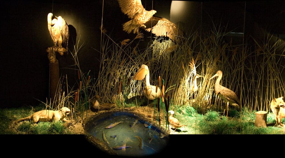 Zrenjaninski muzej otvorio vrata najmlađima: Kako su u praistoriji živeli džinovski jeleni i mamuti u Banatu 1
