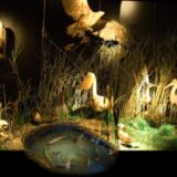 Zrenjaninski muzej otvorio vrata najmlađima: Kako su u praistoriji živeli džinovski jeleni i mamuti u Banatu 2