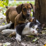 U Nišu lista čekanja za besplatne sterilizacije pasa i mačaka: Operacije se zakazuju za februar naredne godine 10