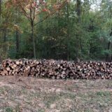 Da li vlast u Zaječaru seče zdravo drveće u Kraljevici 11